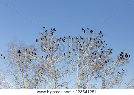 Ravens on the branches of a tree, clear blue sky, winter weather