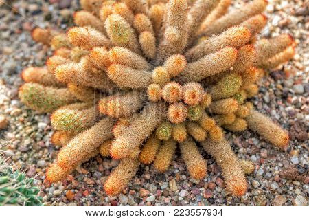 Mammillaria elongata cuctus - succulent plant with long yellow stems, growing in a stone ground
