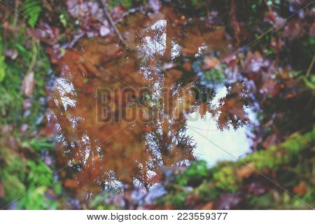 Macro Moss Sphagnum