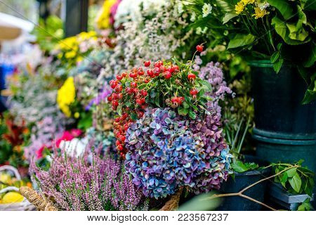 A lot of flowers are on display in the store