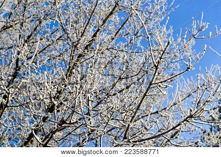 A branch of dry grass is covered with snow.