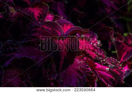 Sublime moody view of a Coleus Cultivar or Coleus Blumei plant with gorgeous purple and magenta leaves illuminated by the sun in a garden.