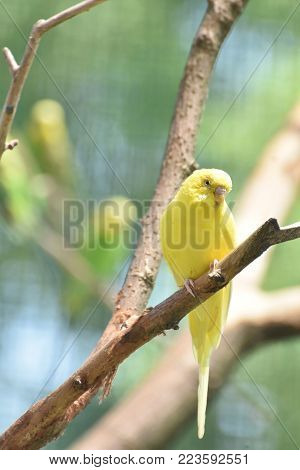 Beautiful Close Up of a Yellow Budgie in Nature