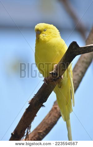 Small Yellow Budgie Bird on a Branch