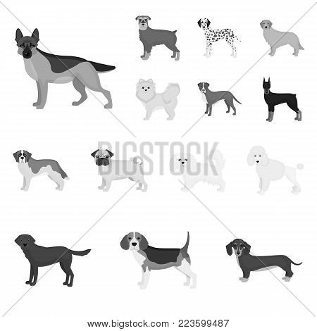Dog breeds monochrome icons in set collection for design.Dog pet vector symbol stock  illustration.