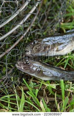 Freshwater Bullhead Fish Or Round Goby Fish Just Taken From The Water On Wooden Background.