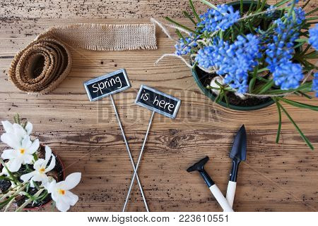 Two Signs With English Text Spring Is Here. Spring Flowers Like Grape Hyacinth And Crocus. Gardening Tools Like Rake And Shovel. Hemp Fabric Ribbon. Aged Wooden Background