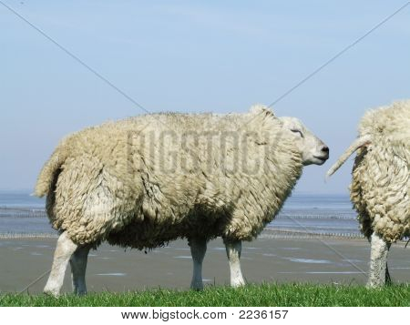 Schapen