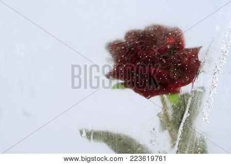 red rose, frozen in a cloudy ice with bubbles, closeup