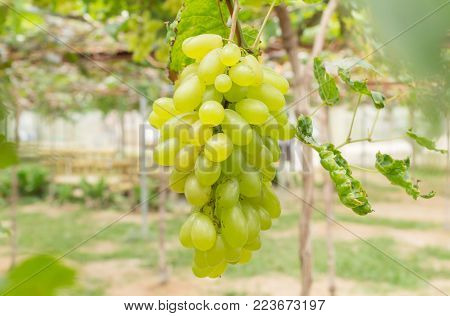 Green grapes in grape garden or vineyard. Green grapes with green leaf. Green grape vineyard in sunshine day. Ripe green grape for health or diet center or frame