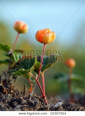 CloudBerry