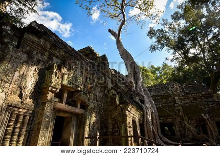 Banyan tree roots over Ta Phrom temple, Angkor, Cambodia