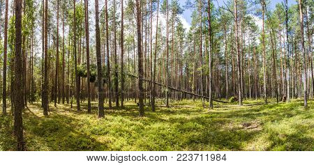green trees and vegetation in beautiful forest, naliboki forest, belarus