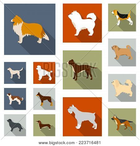 Dog breeds flat icons in set collection for design.Dog pet vector symbol stock  illustration.