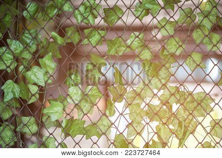 ivy gourd vegetable growing at a fence.selective focus.