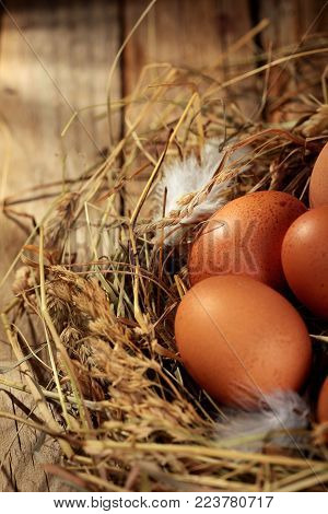 Chicken eggs in the nest. On wooden rustic background.Copy space