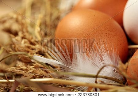 Chicken eggs in the nest. On wooden rustic background.Copy space.Closeup