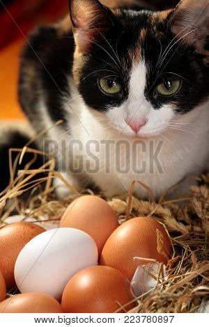 Chicken Eggs In The Nest With Tricolor Cat Near Nest. On Wooden Rustic Background.copy Space.concept