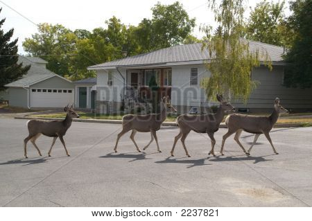 เดียร์ข้าม