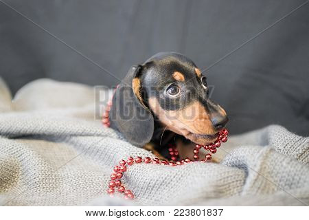 puppy Dachshund on a black background wrapped in gray blanket with red beads