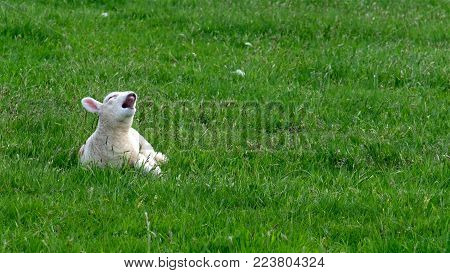 Cute little lamb waking up and yawning on the green meadow