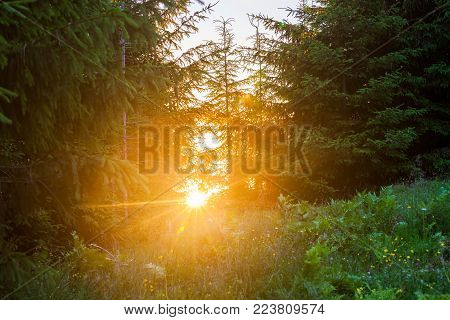Sunny green summer forest. Nature woodland background