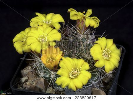 Blooming cactus Weingartia isolated on black background