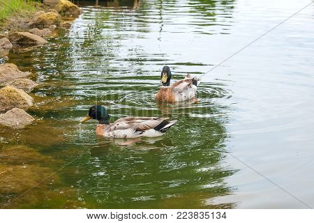 Group Of Mallard Ducks Floating On A Pond At Summer Time.