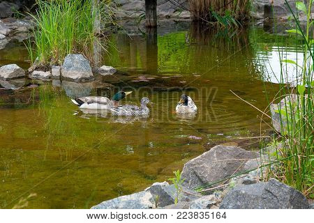 Group Of Mallard Ducks Floating On A Pond At Summer Time.