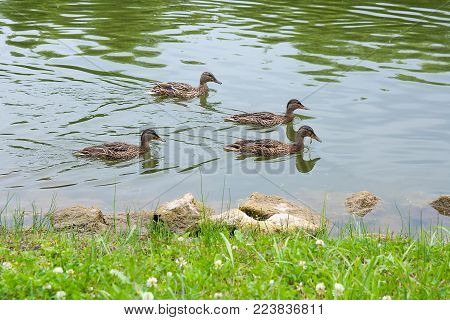 Group Of Mallard Ducks Floating On A Pond At Summer Time.