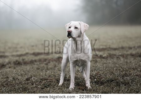 young strong white labrador retriever dog on a field with perfect figure during misty foggy sunset