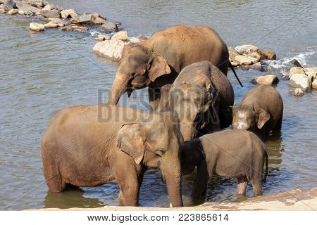 Sri Lanka, Pinawella Cattery. Elephants are bathing and washing in the river, among brown stones