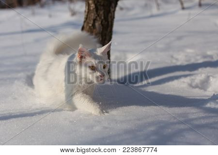 maine coone white cat in the wild winter and snow