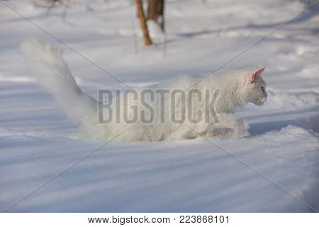maine coone white cat in the wild winter and snow
