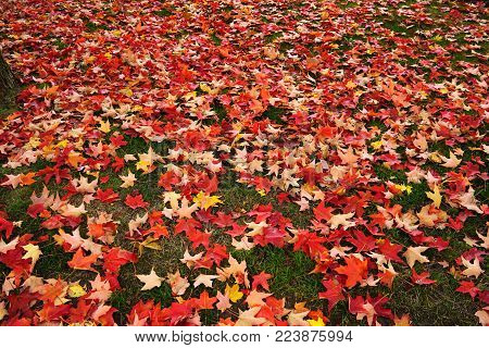 Colorful maple leaves in the green grass in autumn, BC, Canada