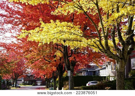 Golden and red maple leaves on the tree.