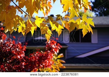Golden and red maple leaves on the tree.
