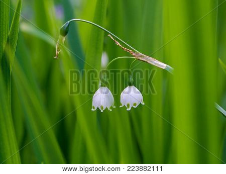 Lily of the valley (Convallaria Majalis) on a green Meadow. View on beautiful white Lilies of the valley on a Field. White May Bells. Flowers and Nature Backgrounds.