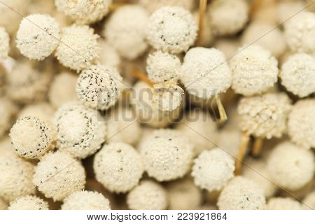 Background Of A Bunch Of Dried White Eriocaulon Henryanum Ruhle
