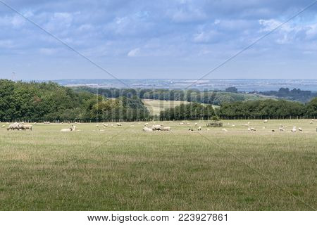 View of sheep grazing in a field with the Kent countryside in the distance, Kent, UK