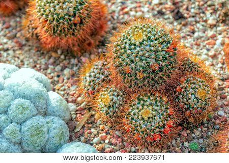 Mammillaria nivosa cactus with long bronze color sikes and red fruitsgrowing in a rocky soil