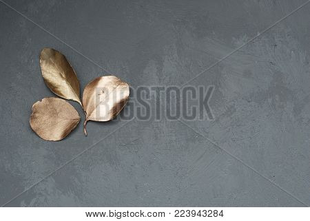 Three Leaves of Eucalyptus Plant in the Corner of Gray Cement Background