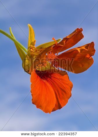 ดอกไม้ nasturtium