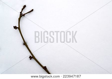 Cherry branch. Kidneys break through the cold and February. Waiting, the coming of spring.