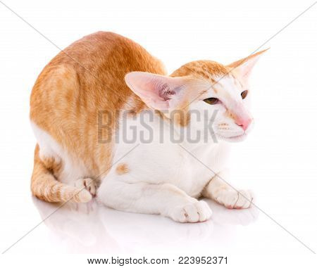 Portrait of a oriental cat bi-color red and white with yellow eyes. Isolated of white background