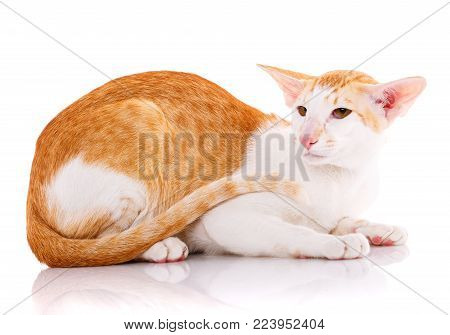 Oriental redhair cat lying on white background