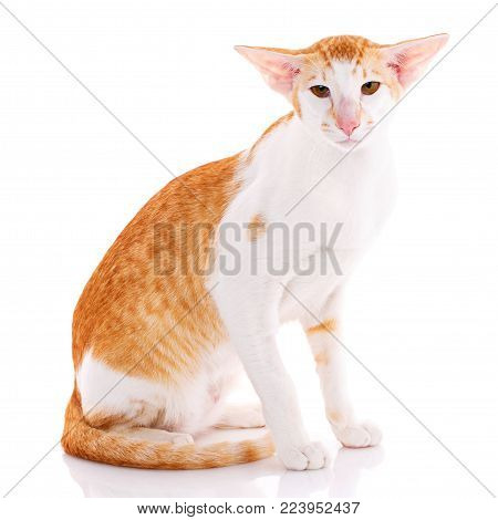 Close-up of an Oriental Shorthair cat looking at camera against white background