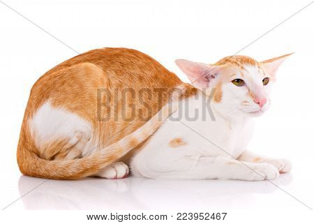 Portrait of a oriental cat bi-color red and white with yellow eyes. Isolated of white background