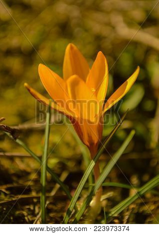 Primroses flowering crocus. One of the very first flowers to spring. The warm rays of spring, flowers and crocuses.