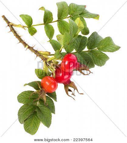Букет из шиповника с Берри, изолированные на белом